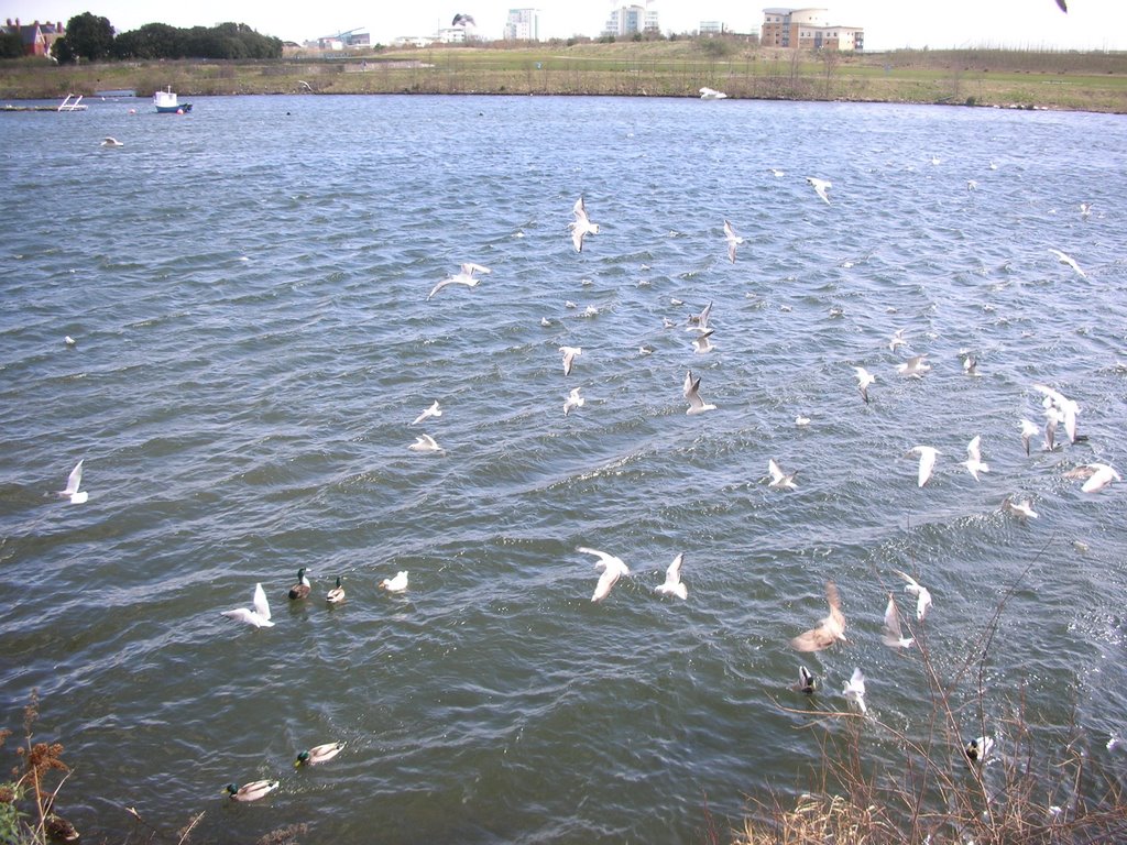 The Seagulls By The Flats by TheGreatOne