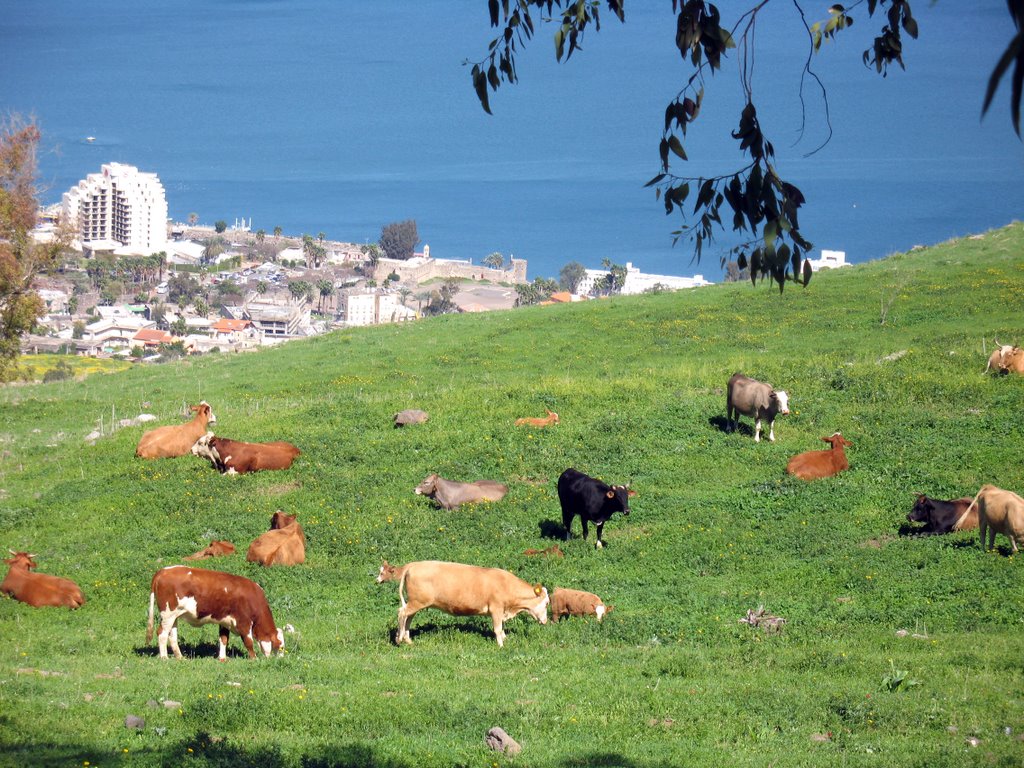 Pastoral view on lake Kineret by Michael  D