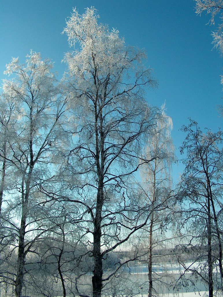 Kumpeli: Frosted birches - Huurrekoivuja by Annelis