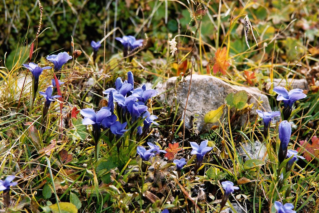 Südtirol 2004, Seiser Alm by Ha-Wo-We