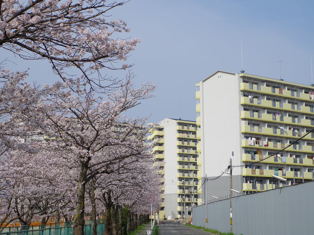 富田林市楠町の桜並木 2013.3.30 by as365n2