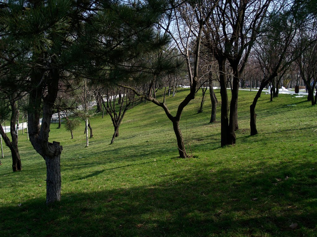 Început de primăvară în parcul IOR (2) / Beginning of spring in park IOR (2) by dinuveronica