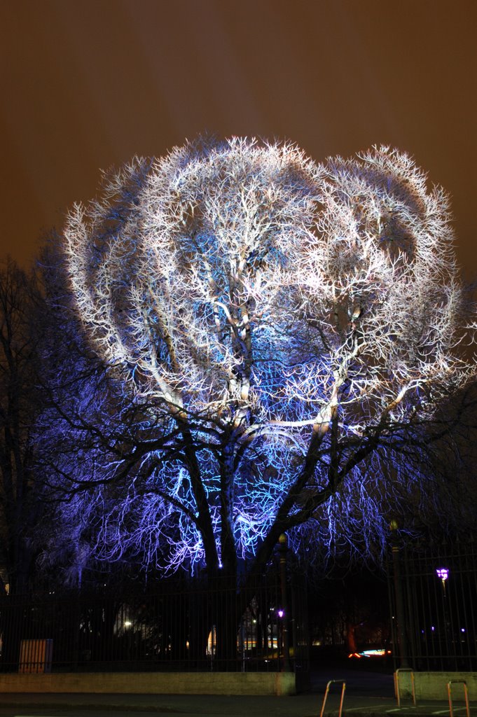 Genève, festival Arbres et Lumières by fdrsandro