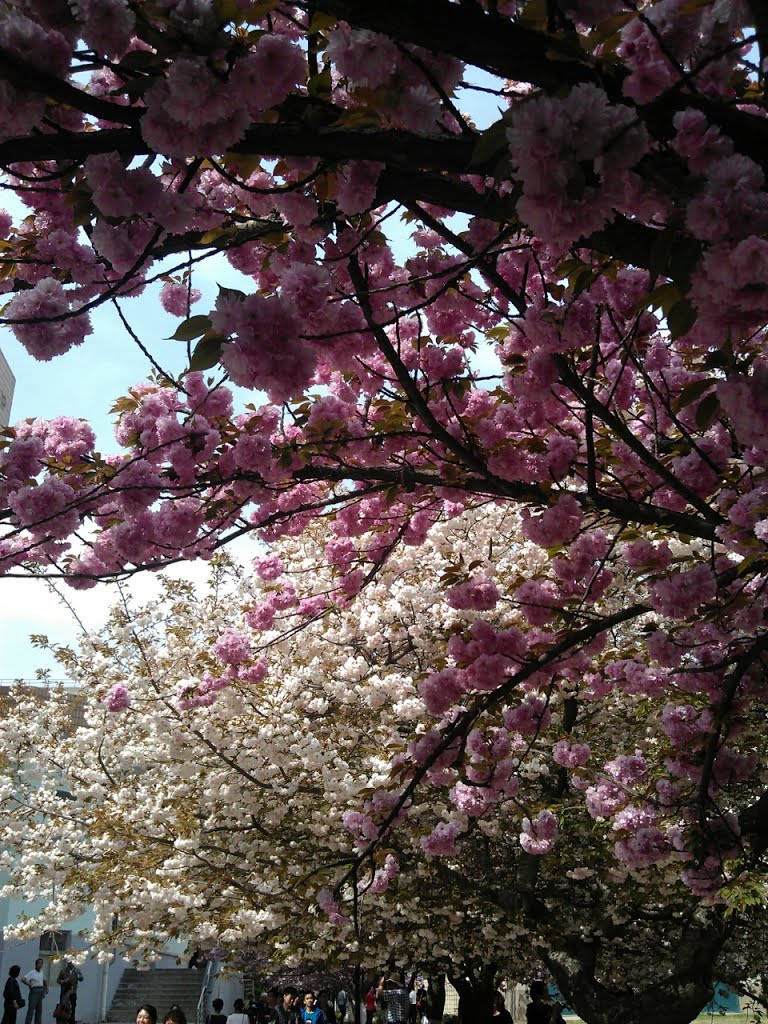 校园风光--樱花烂漫（Photo by HTC cellphone）©云横秦岭 by 云横秦岭