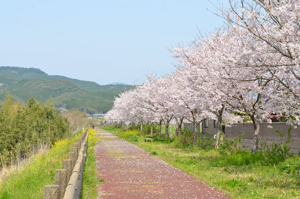 The road of cherry trees by oaaioai