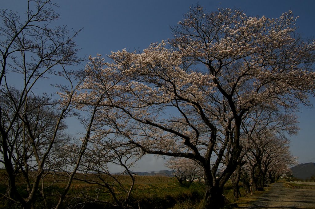 Shin-gose river,Cherry Blossoms by Cozy Hasy