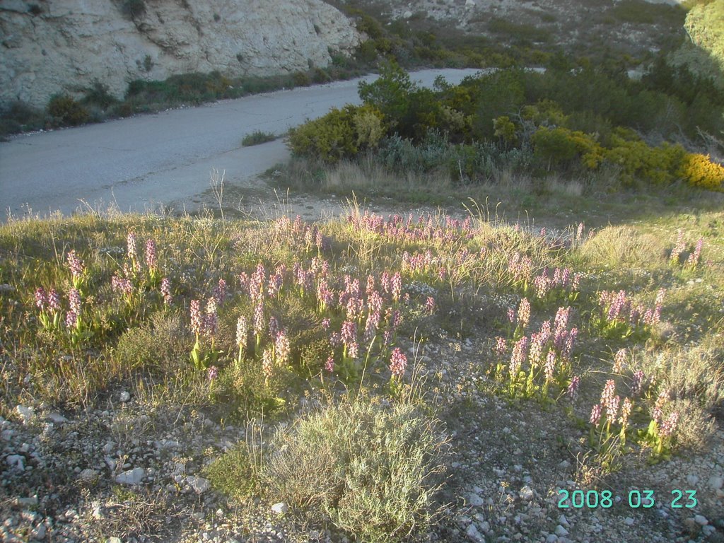 Tapis d'ophrys pourpres by Jackie Gomez-Blasco