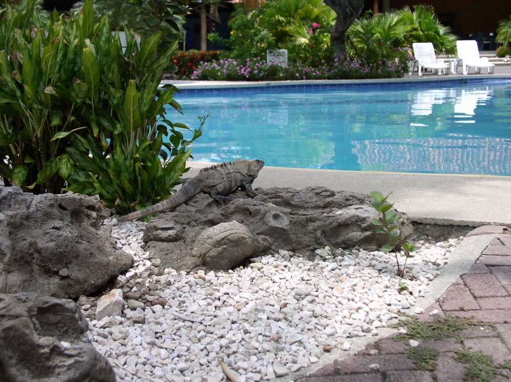 Iguana at Hotel Villas Playa de Sámara by Ronald Ottobre