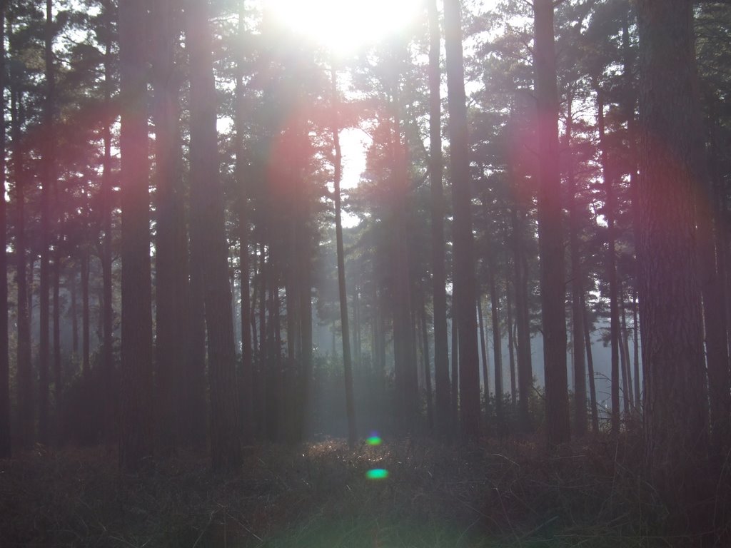 Majestic pines by Keston Plumb amateur photographer