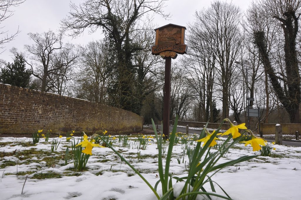 Spring daffodils in Watton at Stone by Owen Leaver