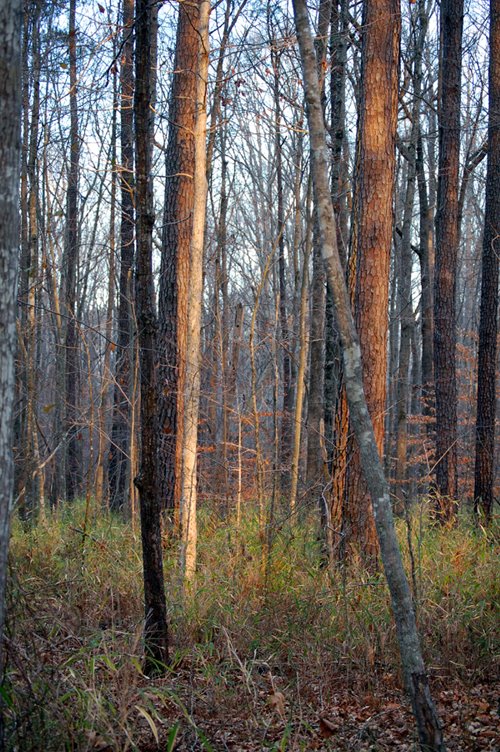 Northwest River Park, Shuttle Trail by VKeith