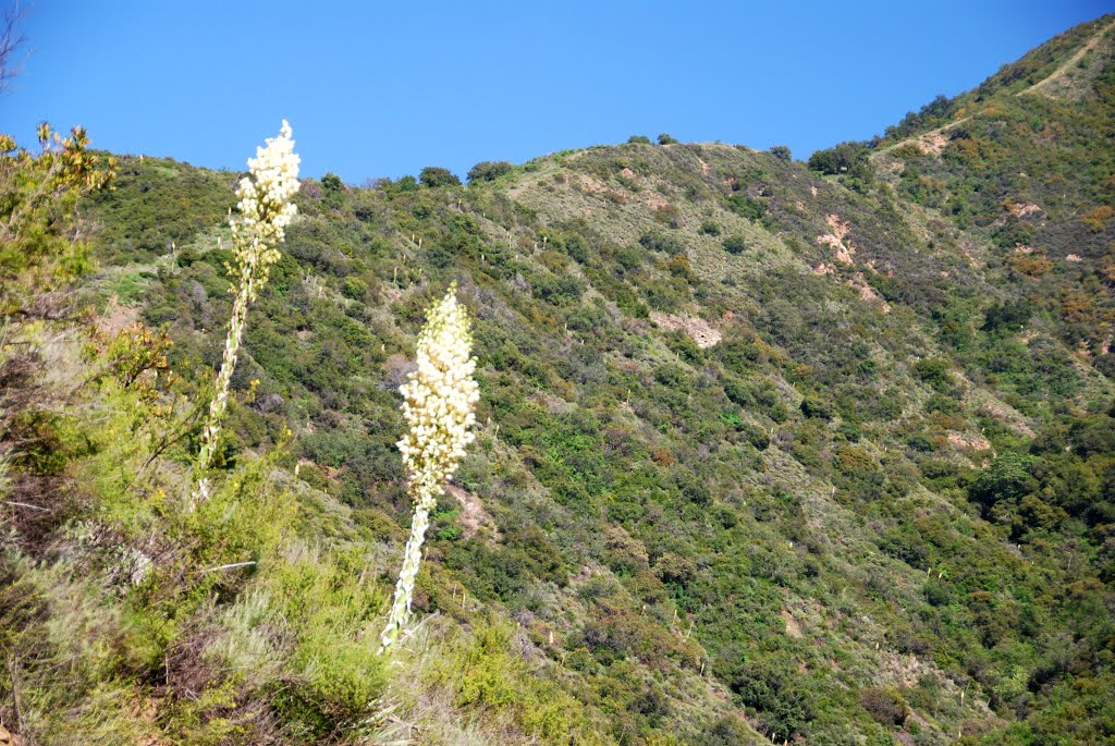 Chaparral Yucca by EmperorNorton47