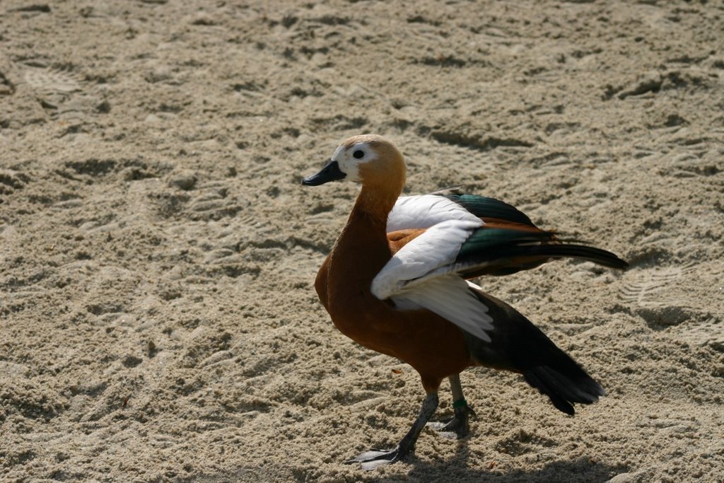 Colorful "duck" by Mihaly Barosi