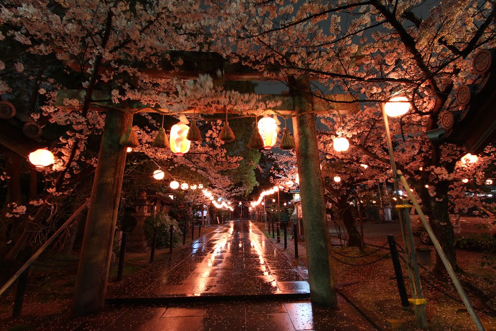 大津神社　夜桜 by watoson