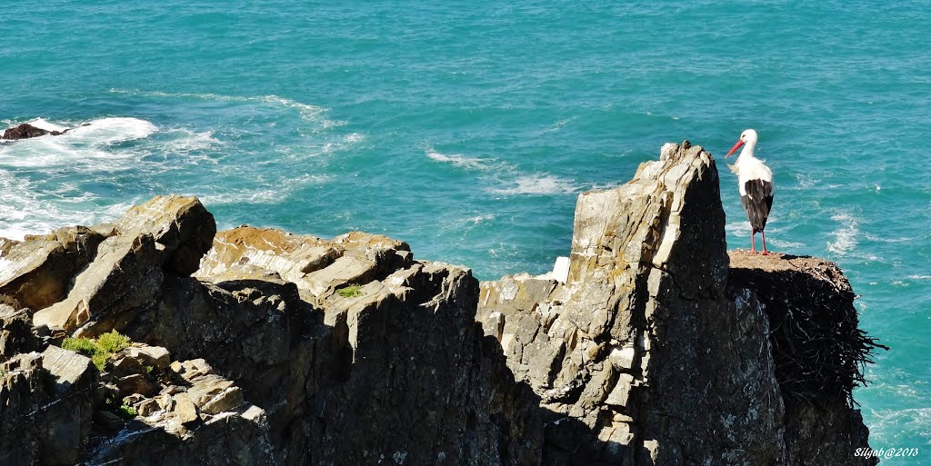 Cabo Sardão by silgab