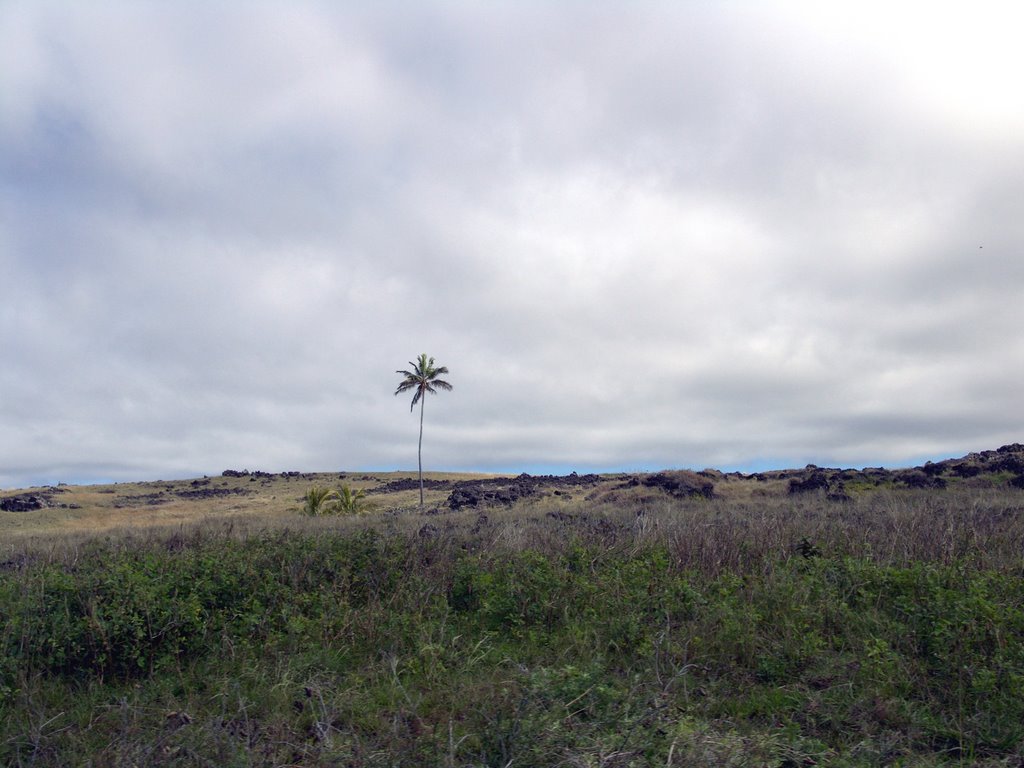 Easter Island - S'il n'en reste qu'un.... by rokaPic40666