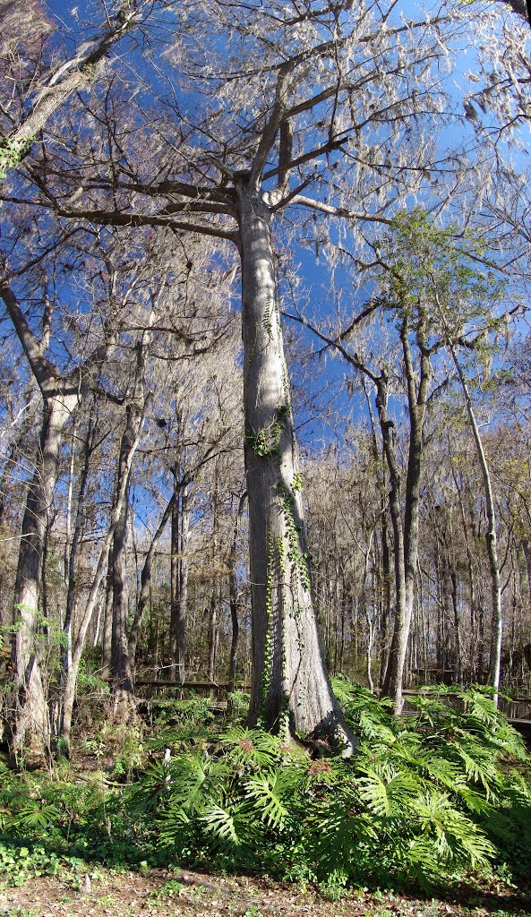 Huge Bald Cypress Tree, Silver Springs Fla (1-12-2013) by Ken Badgley