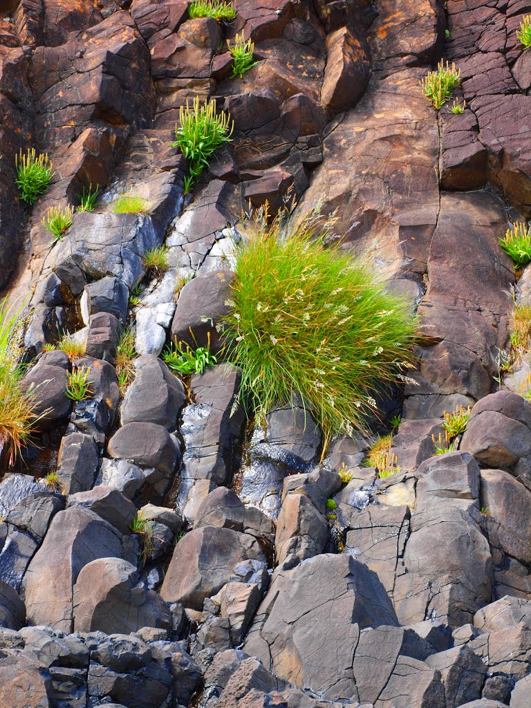 Wall Grass by James W Moore