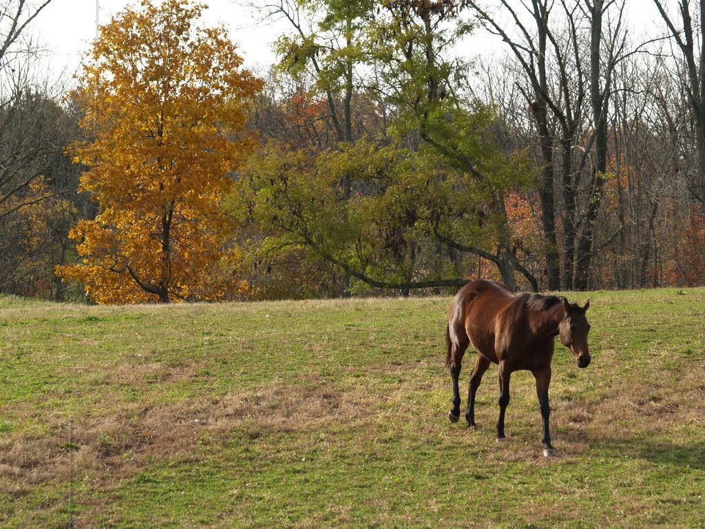 Bay Horse in Autumn - Springfield Township, Pennsylvania - USA by AnnaLisa Yoder - WinsomeWorks