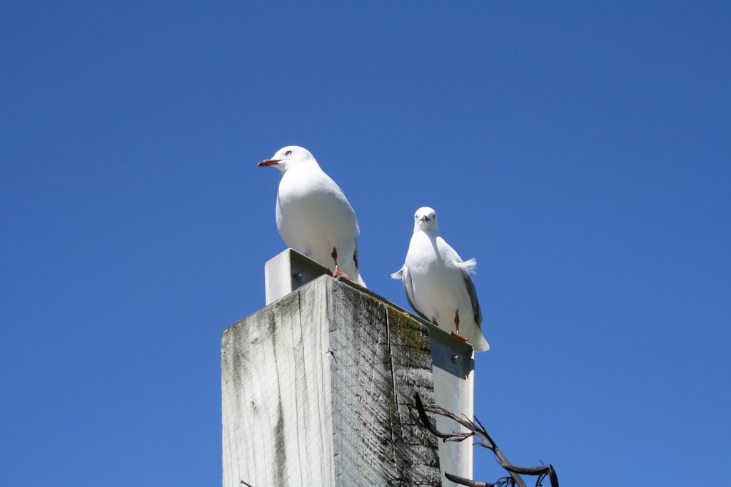 Seagulls, Petone by racingjellies