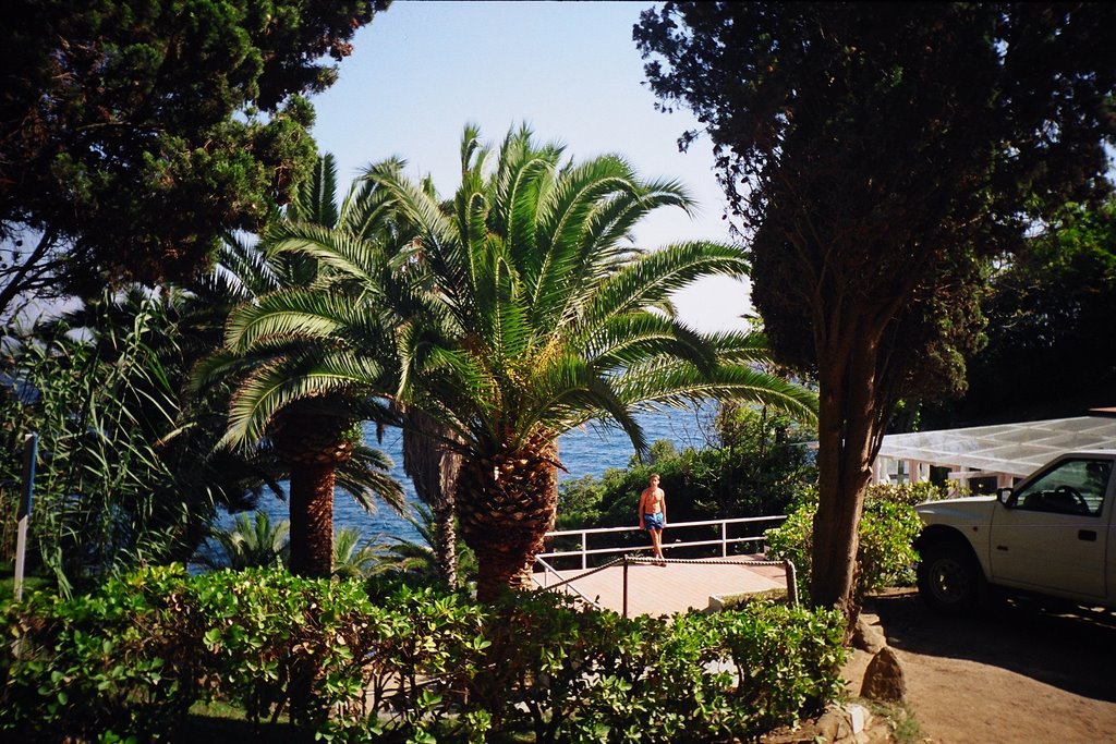 Nagy pálmák Lloretben / Big palms in Lloret by Reni & Krisz