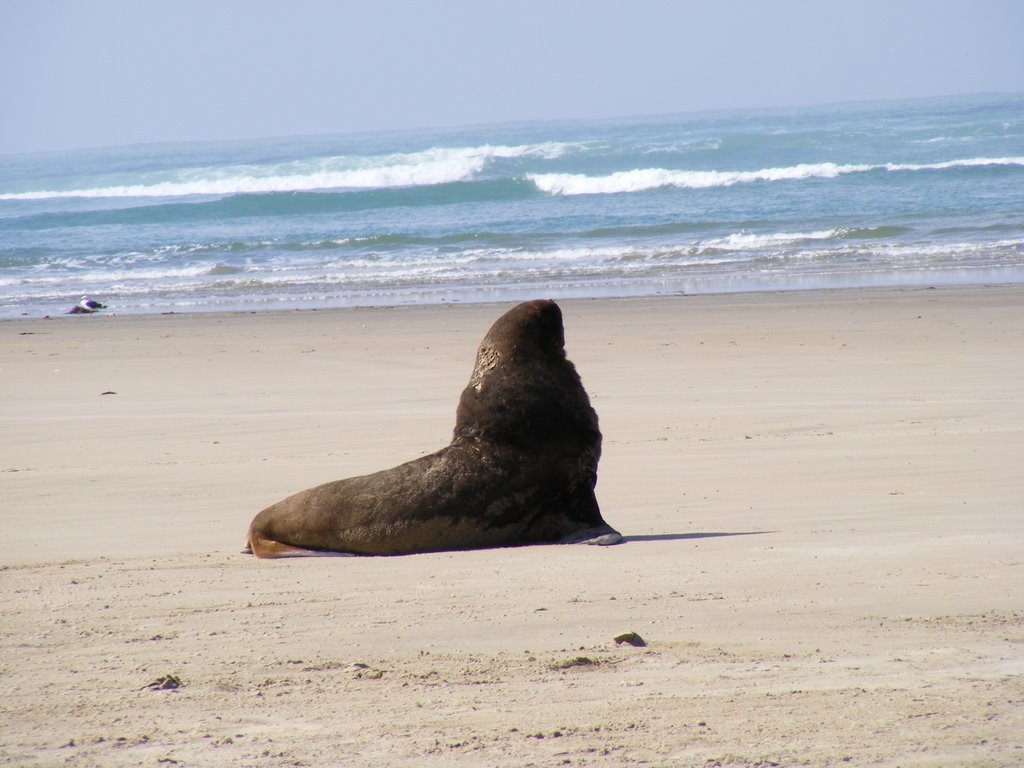 Sea Lion at Surat Bay by Malcolm Sprott