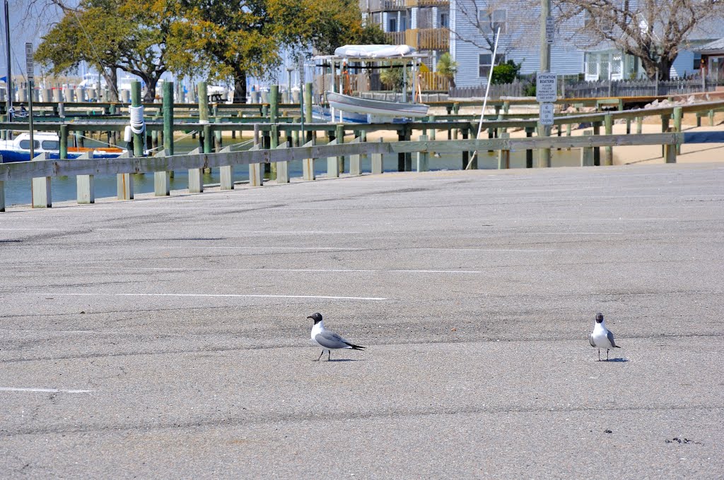 VIRGINIA: NORFOLK: WILLOUGHBY SPIT: Willoughby Boat Ramp, 1300 Bayville Street or 9600 13th View Street Laughing Gulls (Larus atricilla) 2 by Douglas W. Reynolds, Jr.