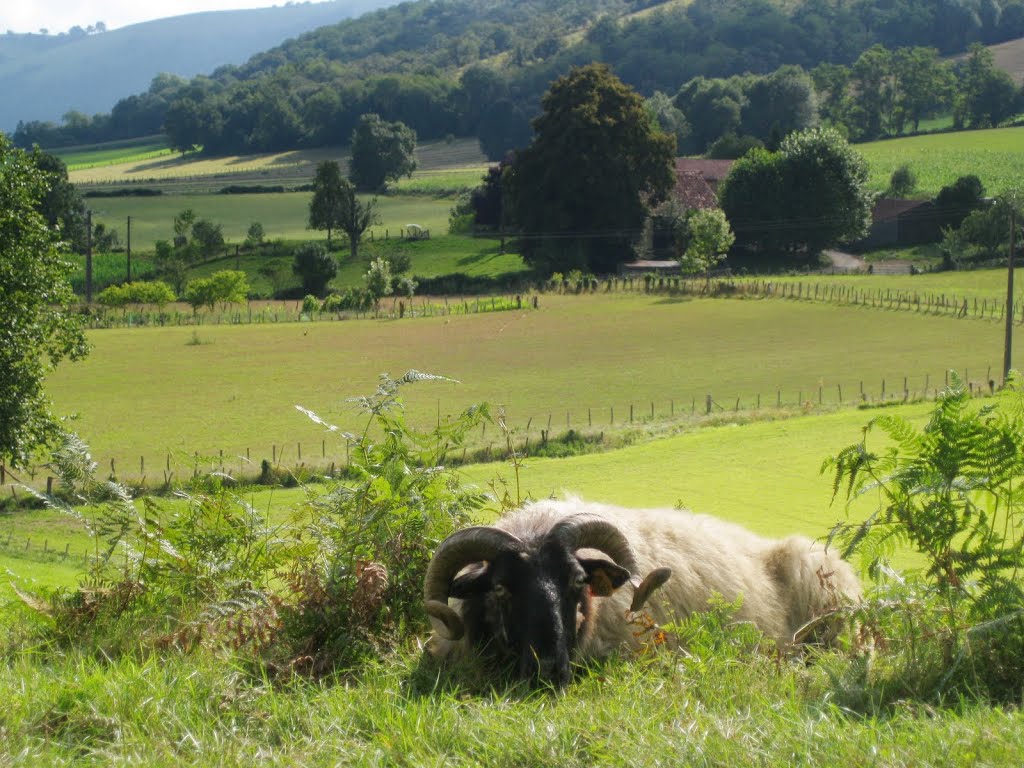 Bilddokumentation der Pilgerreise von Le Puy-en-Velay nach Roncevalles by Stefan Vossemer