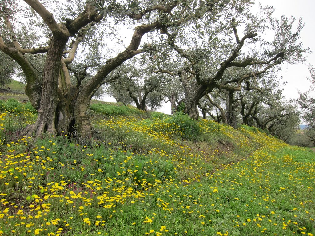 Primavera - Prati in fiore by Dino Danieli