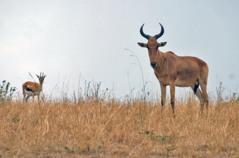 Hartebeest and Thompson by Quique Morrique