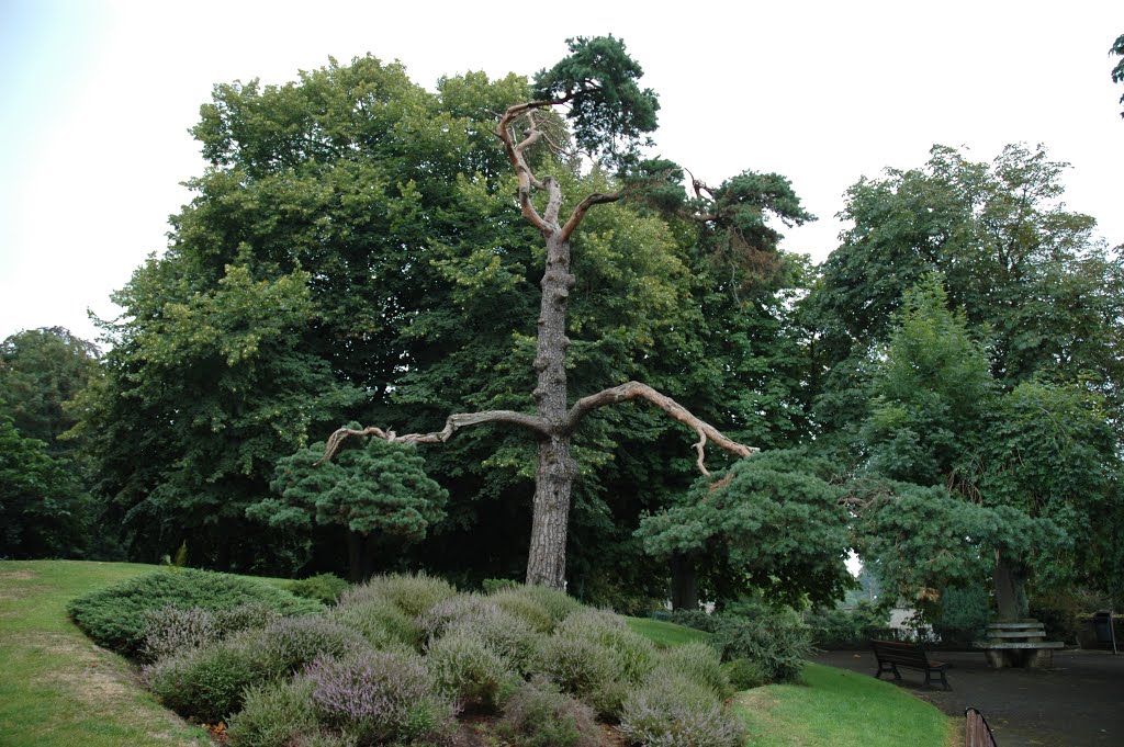 Avrances, Jardin des Plantes by Gianluca Musa