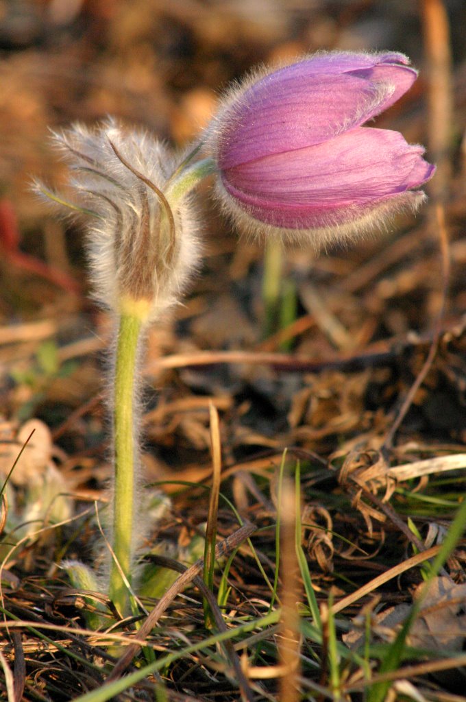 Devinska Kobyla Mt. - Pulsatilla grandis by Jan Madaras