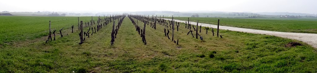 Vignobles près de Mazeray by Peregrino2013