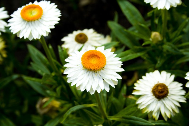 flor del jardin de los santos by Dayron