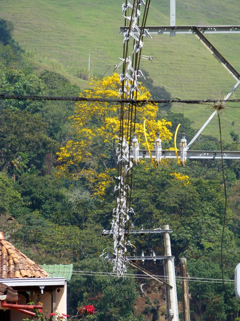 Arbol eléctrico (electric tree) - Titiribí, Antioquia, Colombia by luchogu