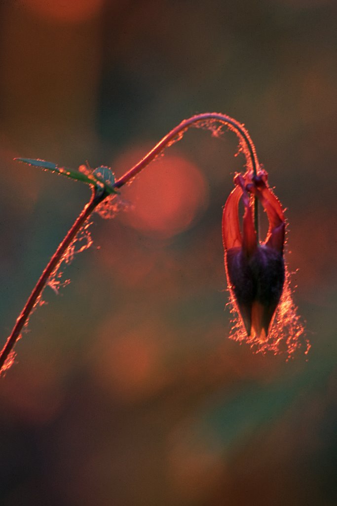 Columbine and setting sun by George Sled