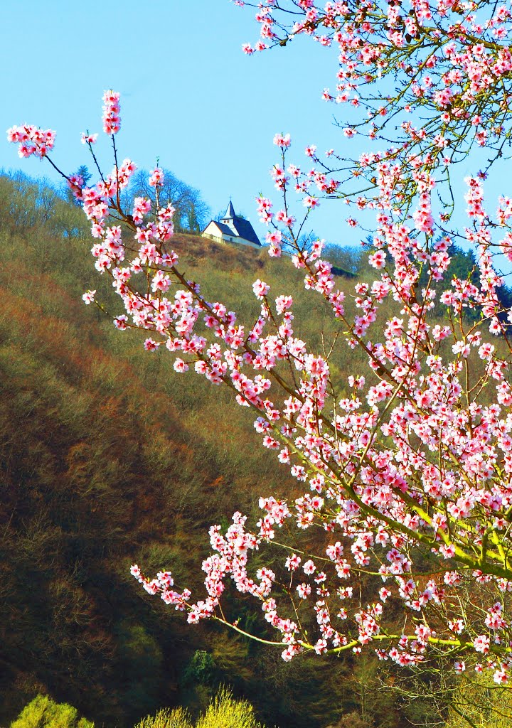 Vorgeschmack auf den Frühling by kurt Oblak