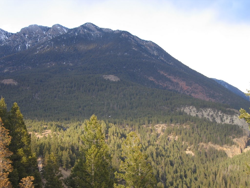 Soft Lighting On The Pines Above Sinclair Creek - Wondrous Mountain Scenery Above Radium BC by David Cure-Hryciuk