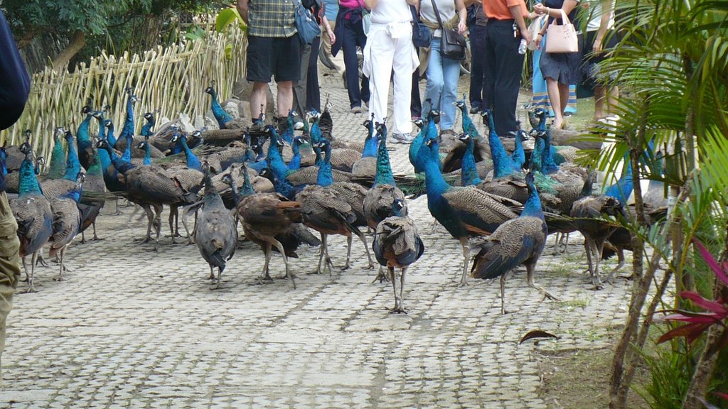 Peacock breeding base at the Xishuangbanna primeval Forest Park by Colin W