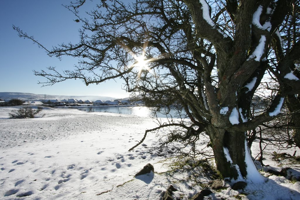 Beaufort Ponds in winter by Jane Corey