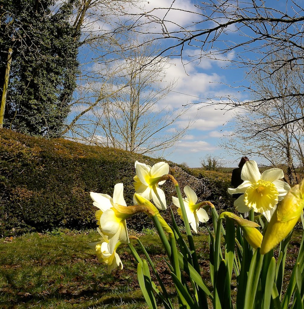 Dorset Spring by SPJ58