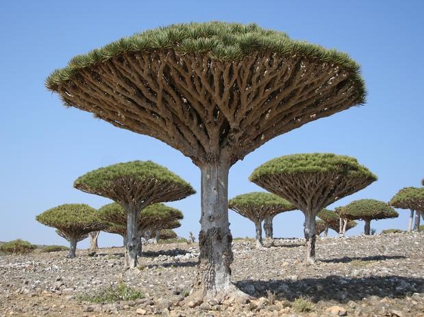 Arquipélago de Socotra, Iêmen by vila progresso