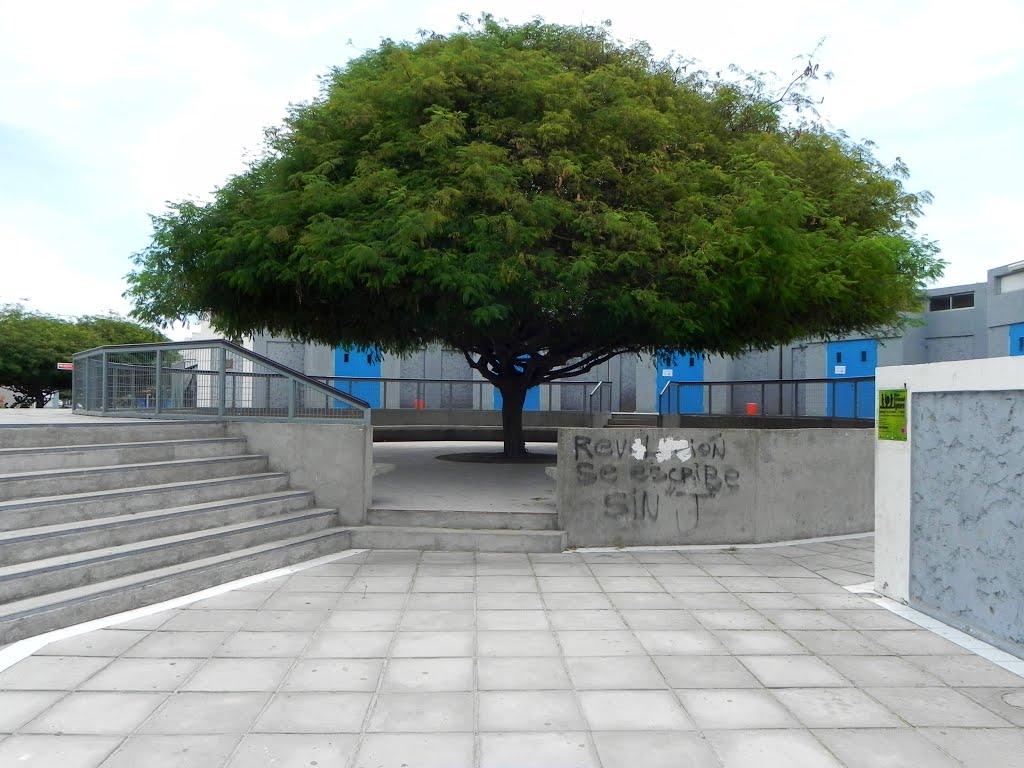 Árbol de aulario Colina by Gonzalo Romero