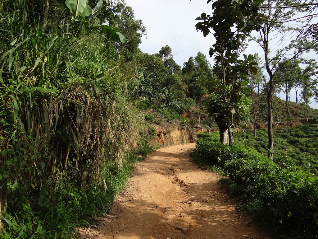 Ella trail to little Adams Peak by baba49