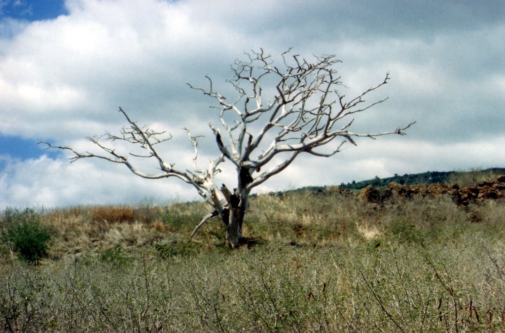 Arbre mort et saison sèche by JLH974