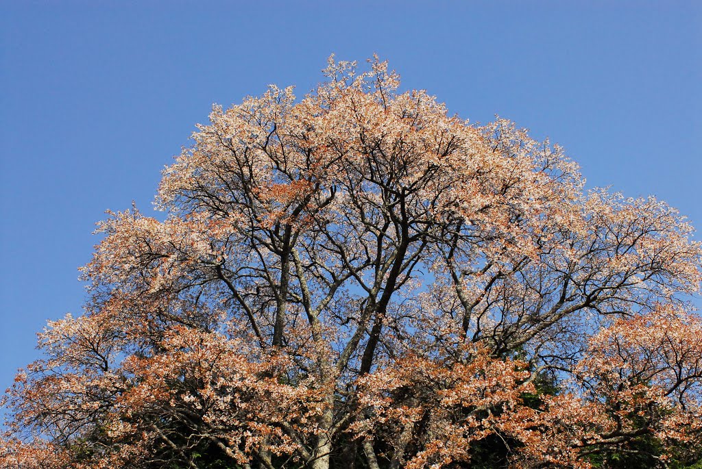 百余年の時を経て横籔の和吉桜 by terahiro