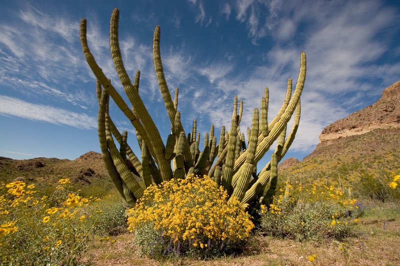 Organ Pipe Cactus by tblackburn