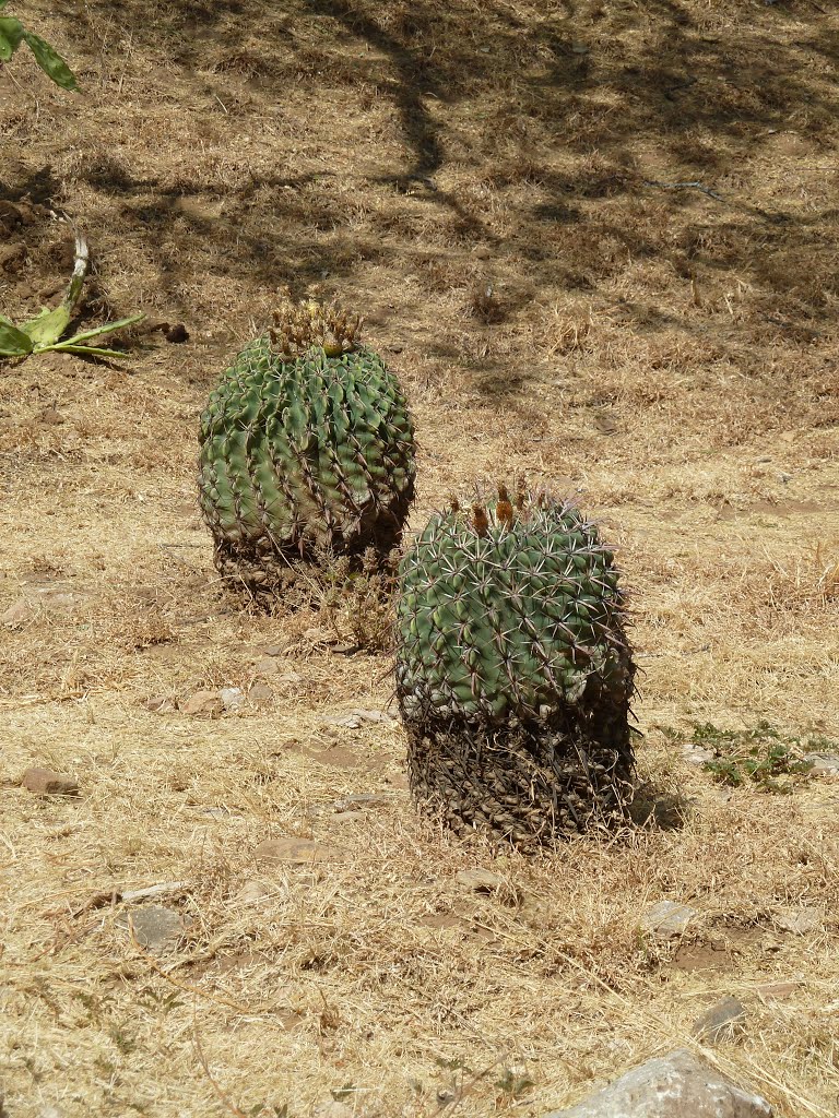 Cactus by Abue