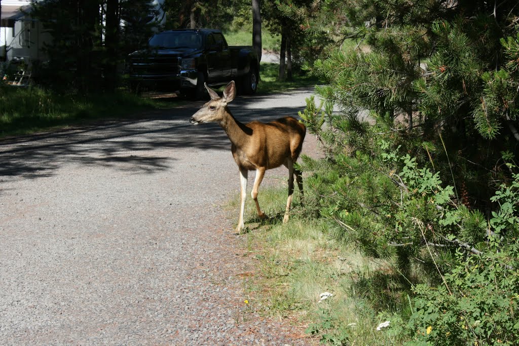 Deer at Thousand Trails by fire911chick