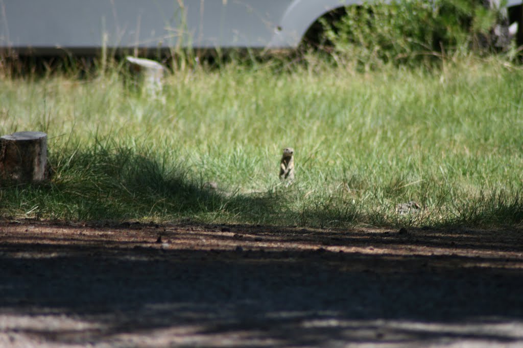 Wildlife at Thousand Trails by fire911chick